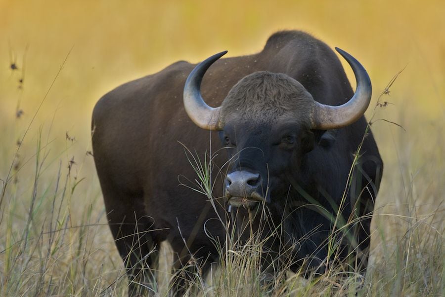 The Indian bison, or gaur is the largest surviving bovine in the world. Both male and female gaur have white or pale-hued “stockings” that contrast with their ebony-coloured bodies. Photo: Arturo de Frias Marques - CC BY-SA 3.0