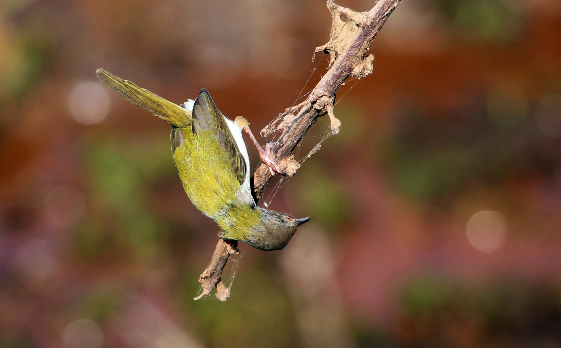 Often seen in urban gardens, the common tailorbird is named after the unique way it stitches its nest using leaves and natural fibres from plants or silk from a spider’s web. Photo: Rison Thumboor – CC BY 2.0 