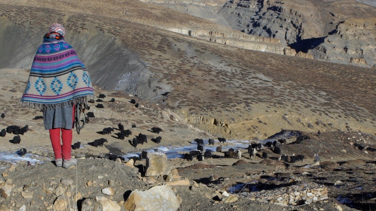 A herder in Spiti, Himachal Pradesh, keeps an eye on her livestock. In the Indian Trans-Himalayas and other parts of their range, snow leopards share their arid habitats with local pastoral communities. Photo: Munmun Dhalaria