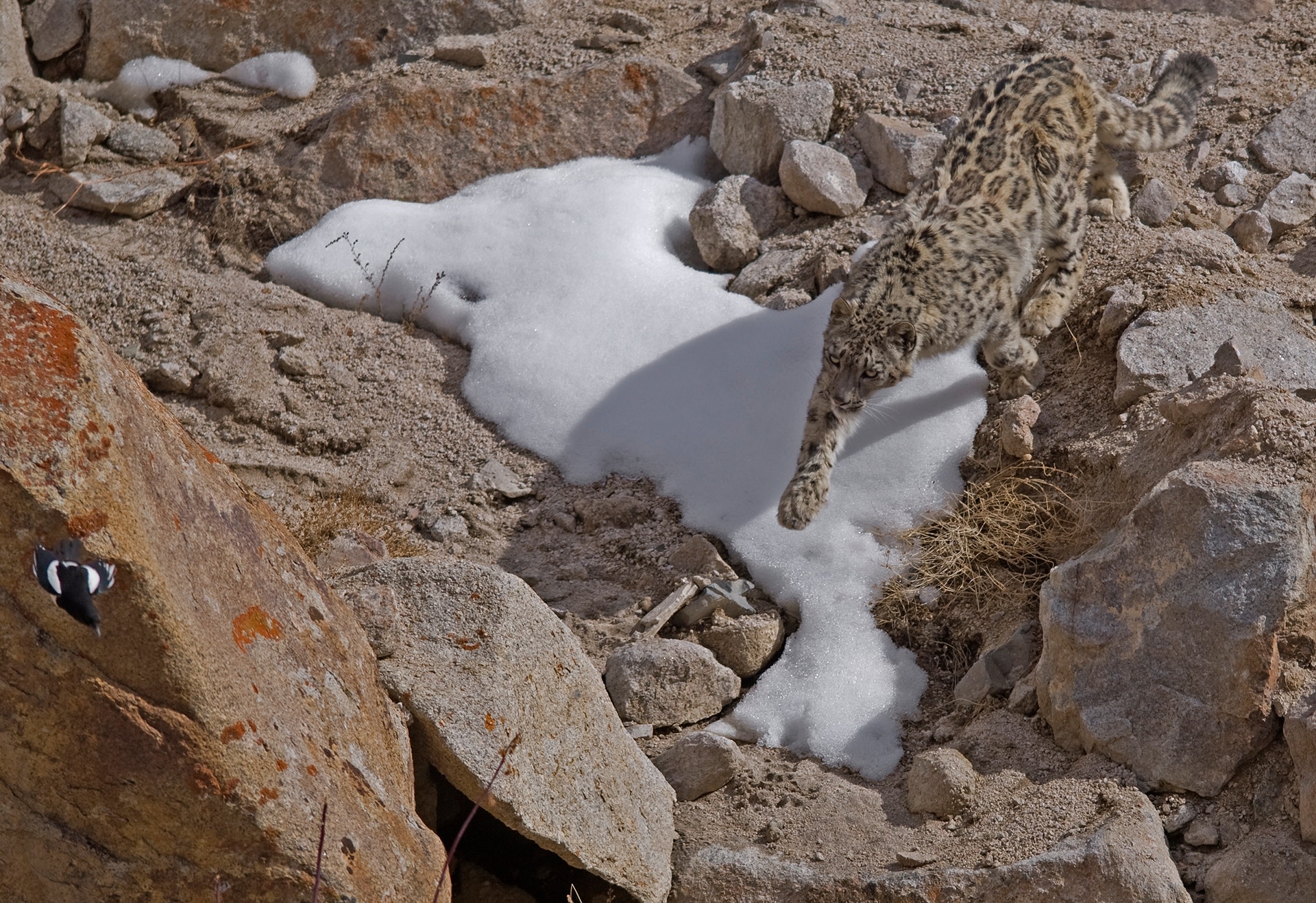 The snow leopard’s exceptionally long and bushy tail helps it balance itself in its steep mountainous habitats and keep itself warm while resting. Photo: Dhritiman Mukherjee
