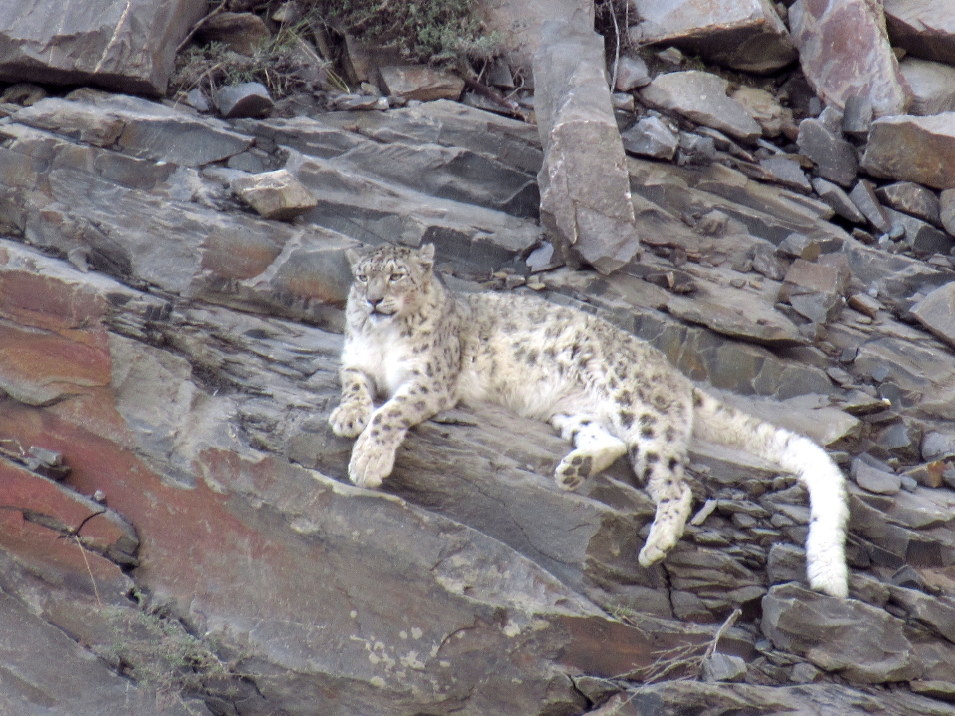 In 2017, the author and his son Shivi had a chance to observe this snow leopard in the higher Himalayas for five hours. Photo: NCF/Snow Leopard Trust