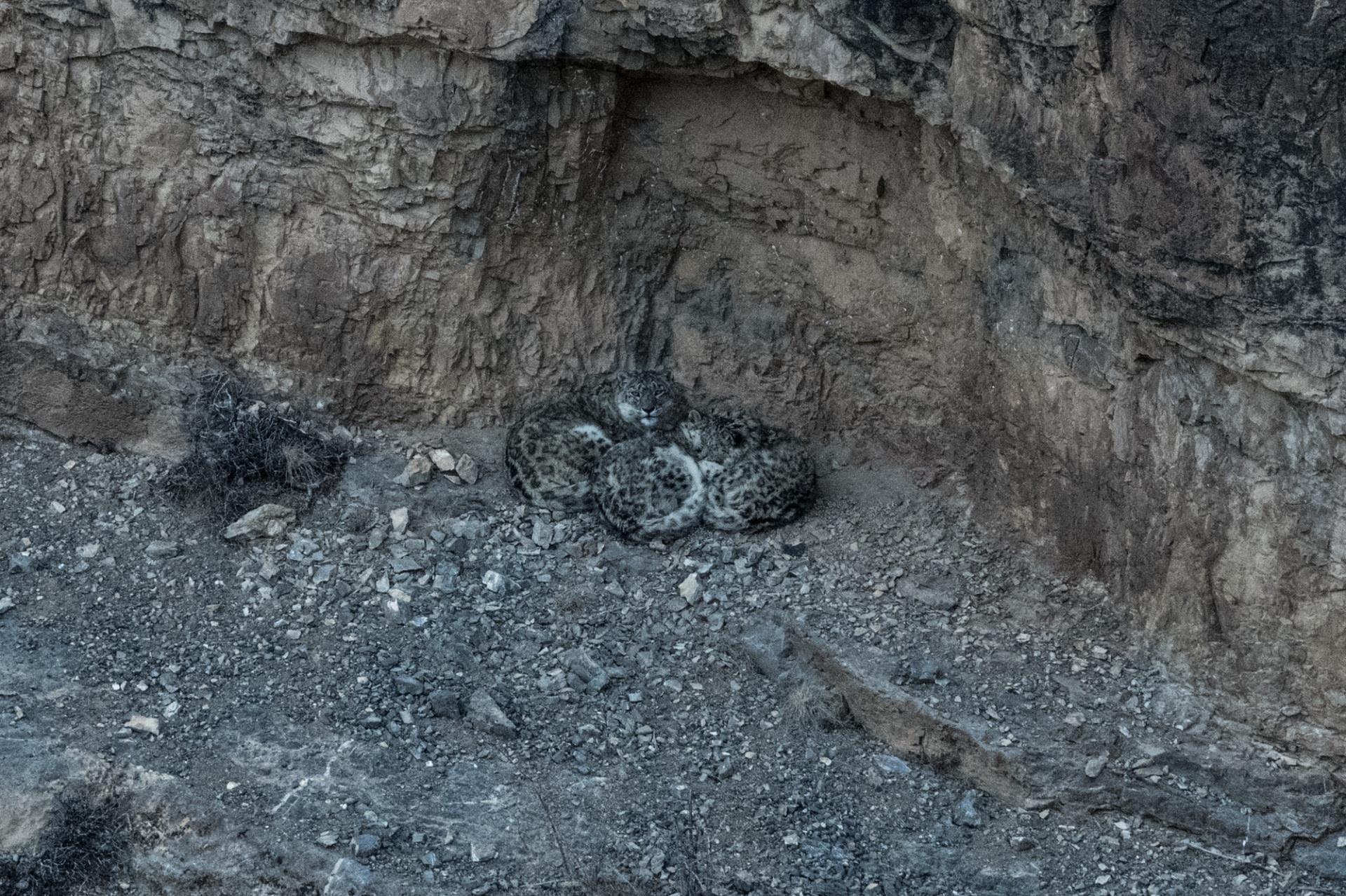 A snow leopard mother with her two cubs near Kibber, Himachal Pradesh. The female raises her cubs alone for a year and a half, after which they seek their own territories. Photo: Prasenjeet Yadav