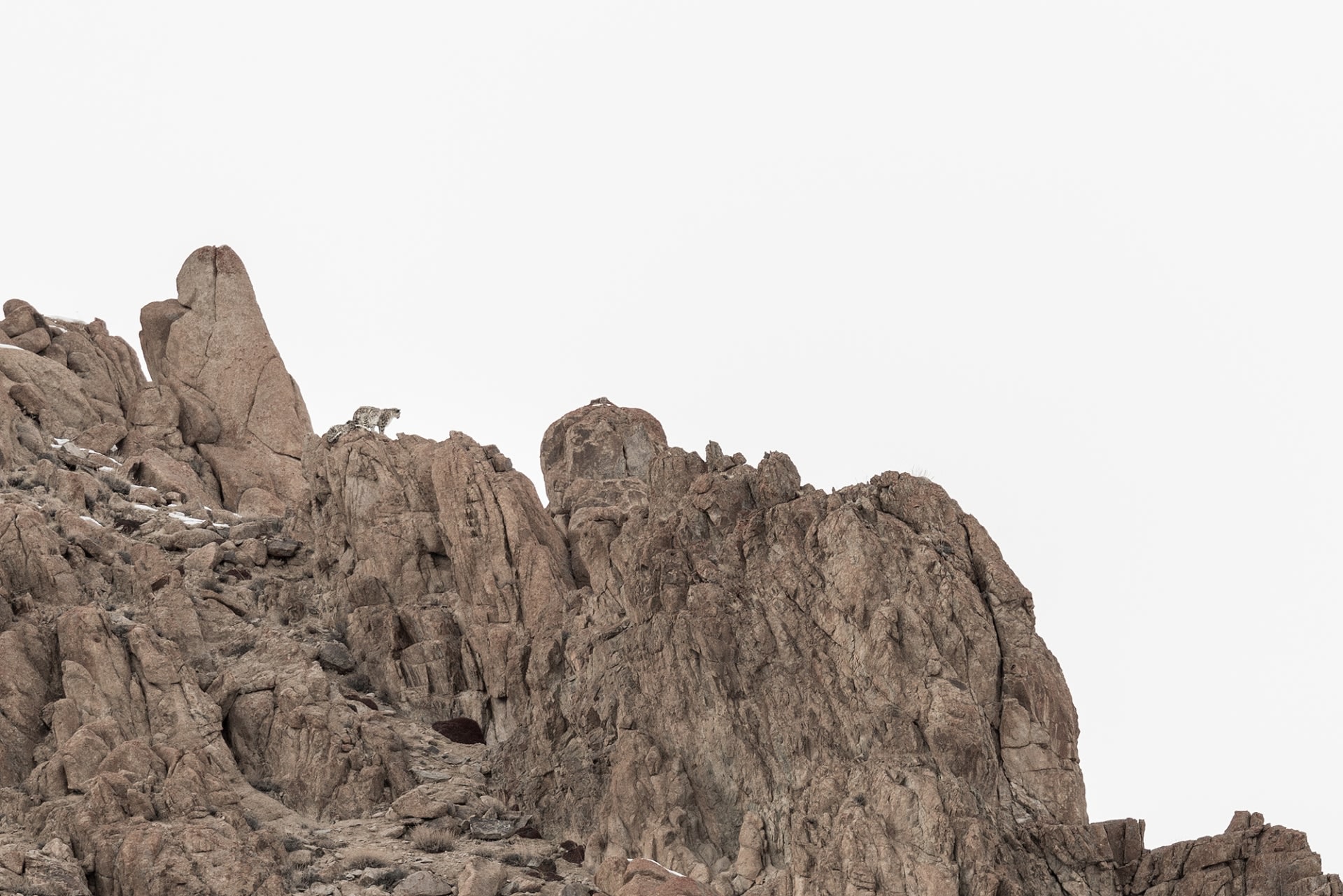 Usually solitary and highly elusive, the snow leopard lives in arid, barren mountain areas of Asia. Photo: Arindam Bhattacharya 