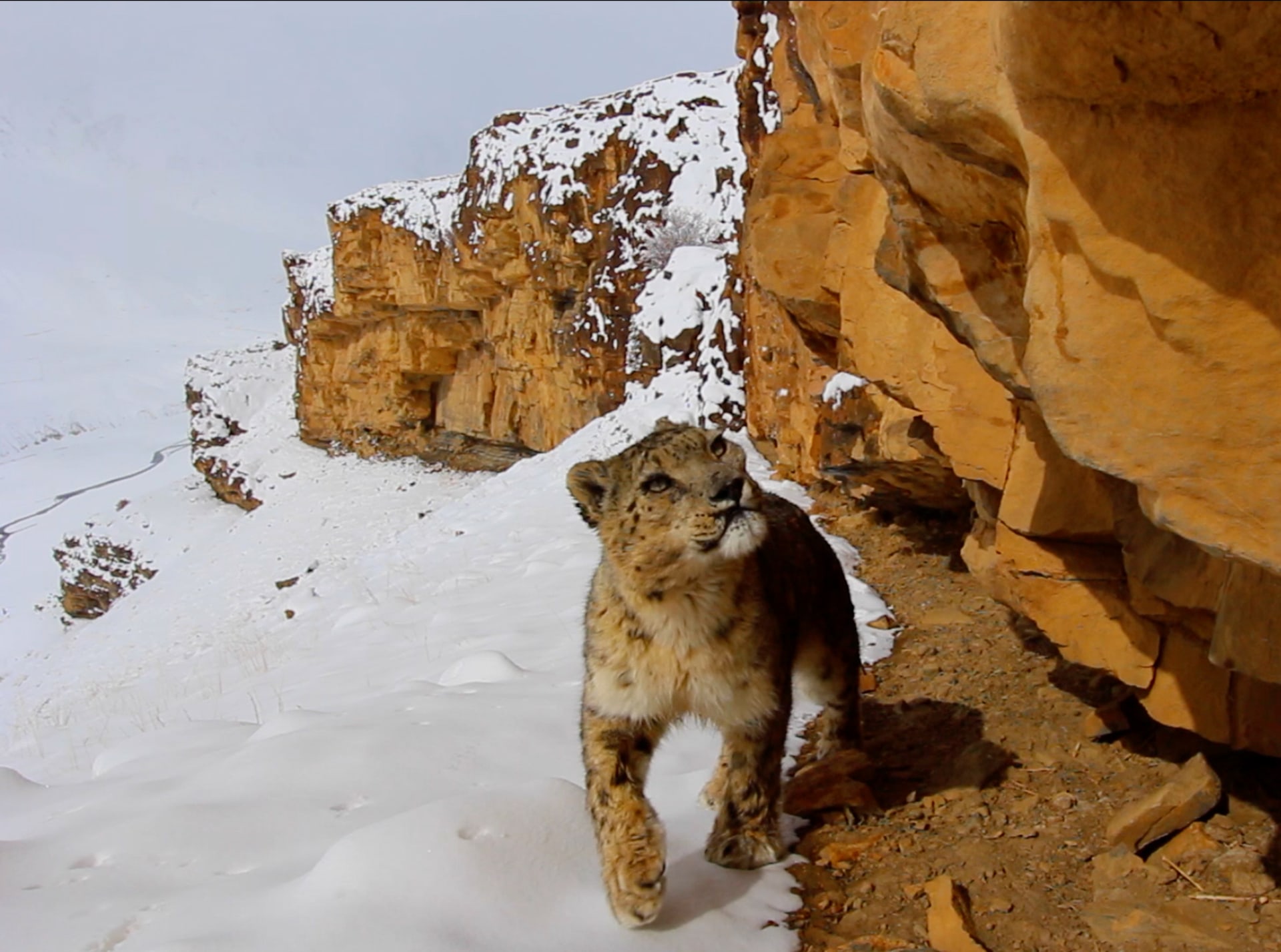 An adult snow leopard uses prominent rocks to mark its territory and communicate with other individuals. Photo: Prasenjeet Yadav