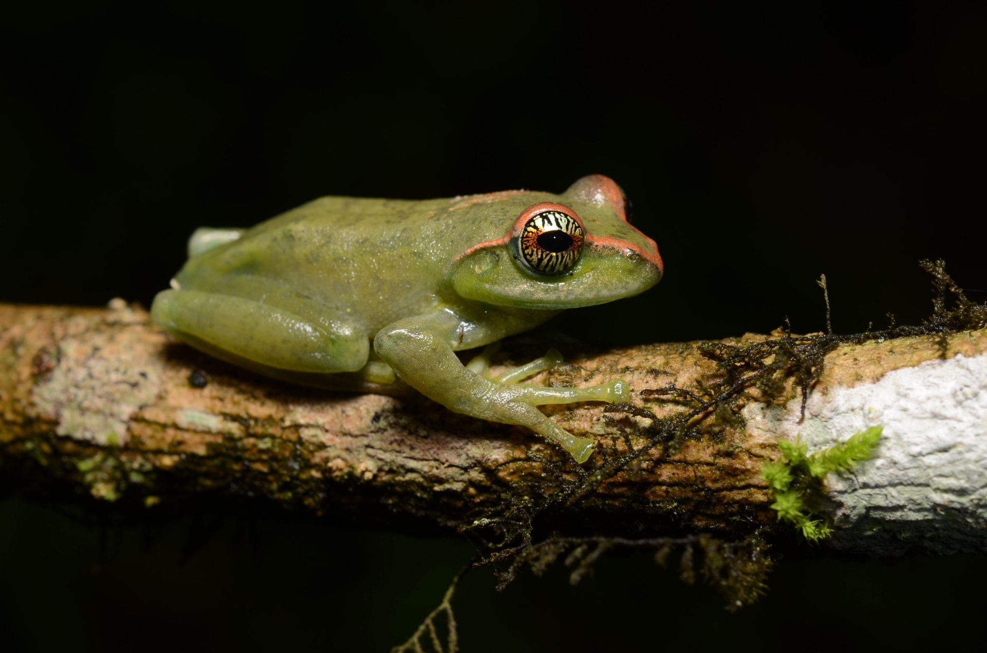 Discovered by scientists as recently as 2015, the large ghats tree frog is the biggest known tree-dwelling frog in the Western Ghats. Photo: Nilanjan Mukherjee