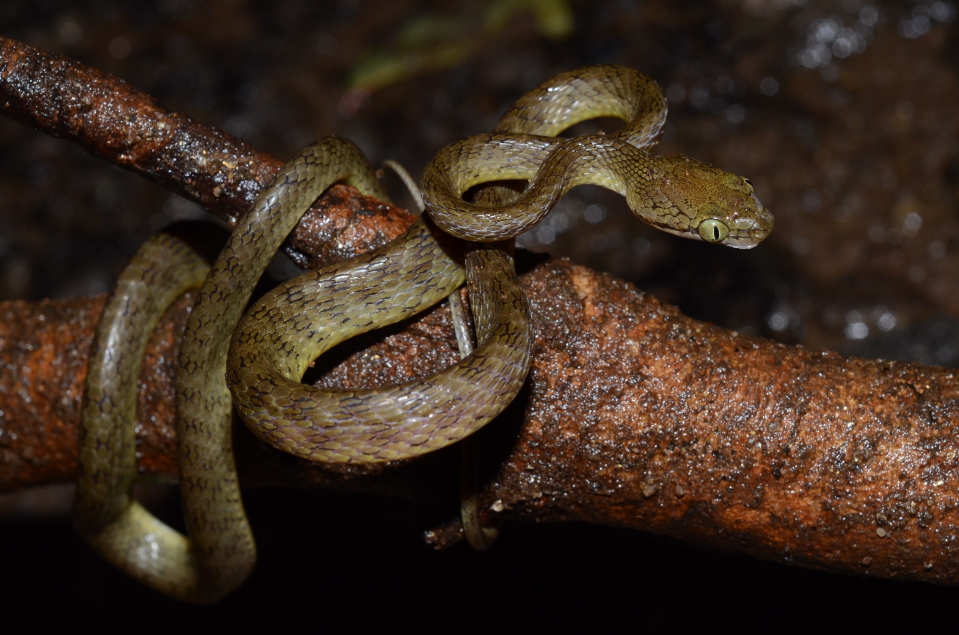 Found in the hills of the Western Ghats, mainly in dense tree cover and bushes, Beddome’s cat snake is a shy, nocturnal, tree-dwelling snake that usually rests or hides in tree holes, dense bushes, and under rocks. Photo: Avrajjal Ghosh
