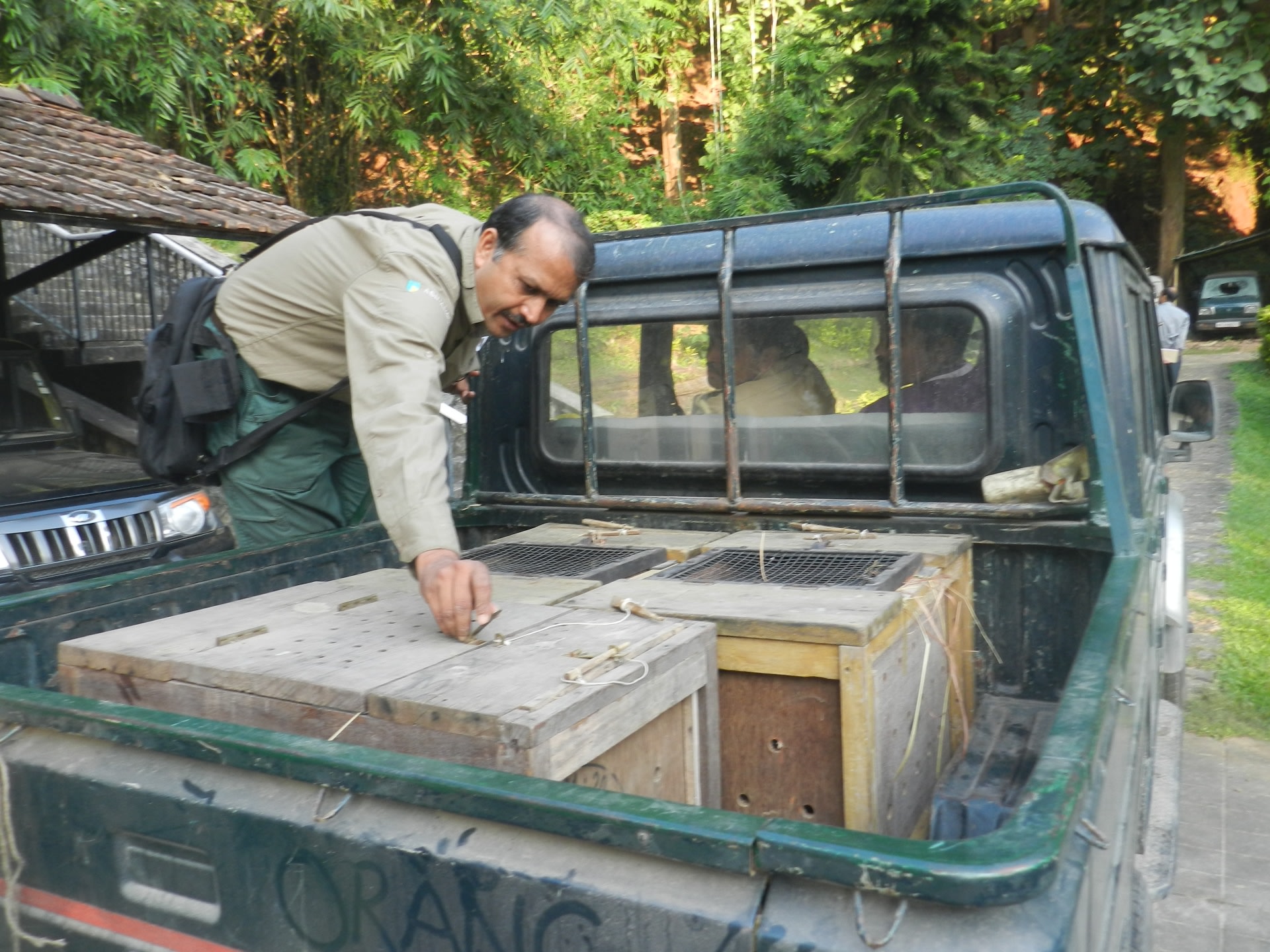 Credited with bring back the pygmy hog’s population from the brink, the Pygmy Hog Conservation Programme has successfully managed to breed these animals in captivity and release them in the wild. Seen here is a batch of hogs being transported for release into the wild. Photo: Goutam Narayan