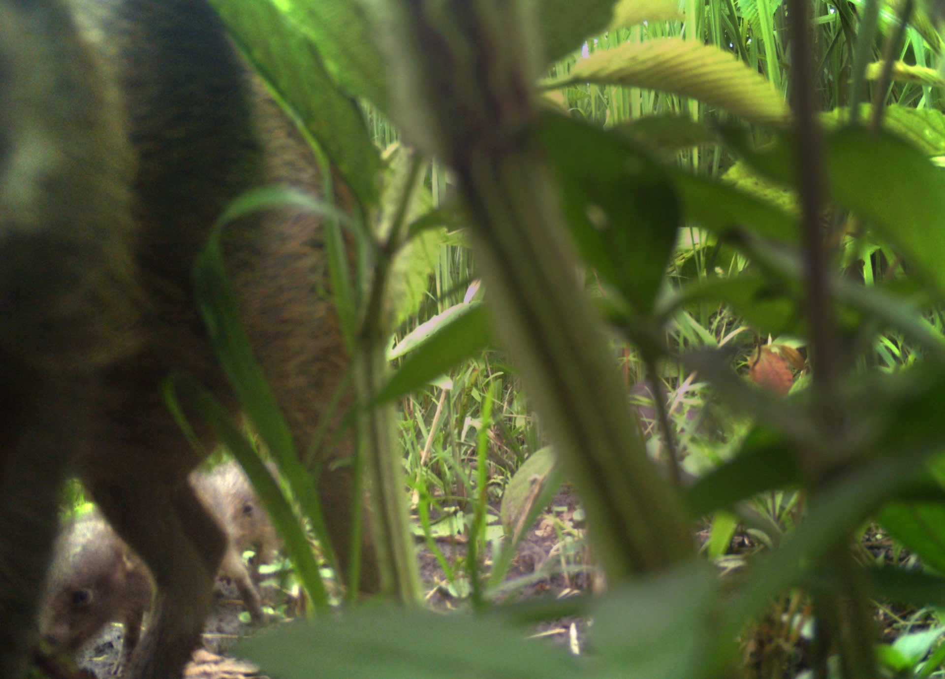 It’s not much to look at, but this image of an adult and two babies is evidence that the hogs released by the centre are not just alive and well, but breeding too.