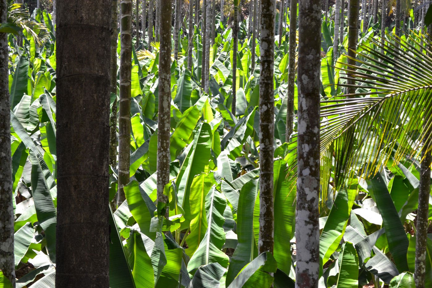 This coffee estate in Mananthawady (top), like other large estates, can afford to dig artificial ponds and install pumps when rainfall is low. But smaller farms such as Vadakil's (bottom) have to entirely depend on the rain or inadequate wells. Photos: Noel Benno