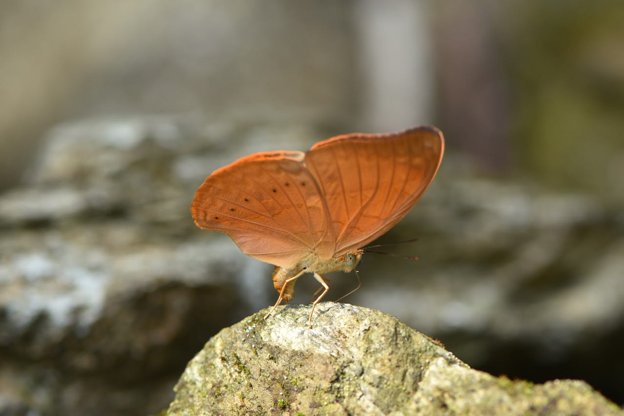 Butterfly enthusiasts and the state hopes that making Tamil Yeoman the state butterfly will attract attention to the rich biodiversity of the many butterfly hotspots in the state, and bolster conservation efforts. Photo: Mohan Prasath/Act for Butterflies.  Tamil Yeoman is one of the 32 species of butterflies endemic to the state of Tamil Nadu. Cover Photo: Eishwar Maanay/Act for Butterflies.
