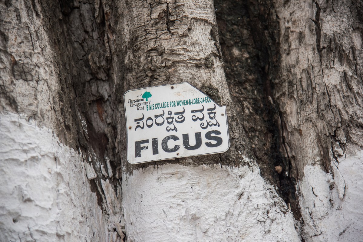 69 percent of these species observed at the sacred sites were native. Peepal (Ficus religiosa) and neem (Azadirachta indica) trees occurred frequently in the sacred sites followed by doob grass (Cynodon dactylon). Photo: Steevez Rodriguez/PEP Collective