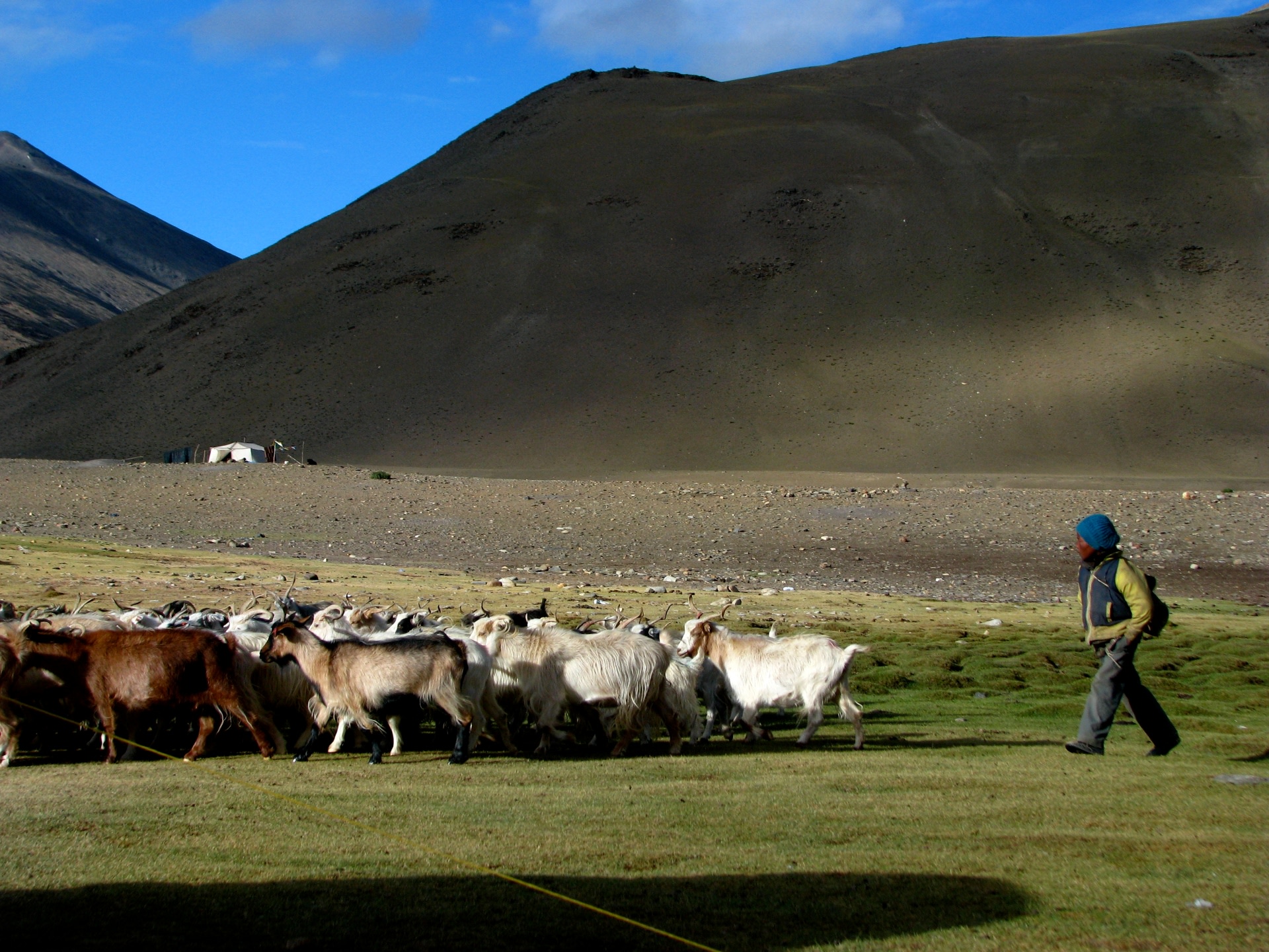 The rangelands across the Indian Trans-Himalayas are low-productivity regions. However, increased summer temperature and melting snow provides these areas with a much-needed burst of green. Photo: McKay Savage/CC BY 2.0
