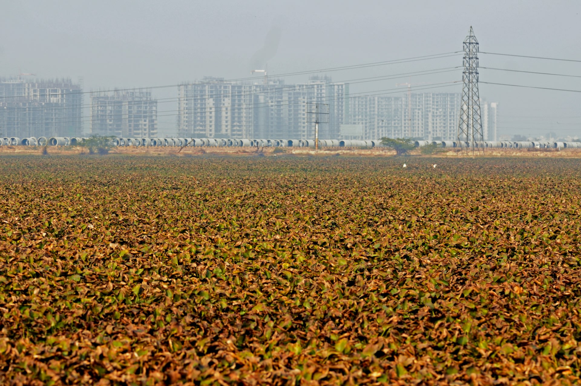 Rampant construction threatens to smother Basai’s ecosystem, as does the proliferation of water hyacinth plants that blanket the water’s surface in some parts. Photo: T. R. Shankar Raman - CC BY-SA 3.0 
