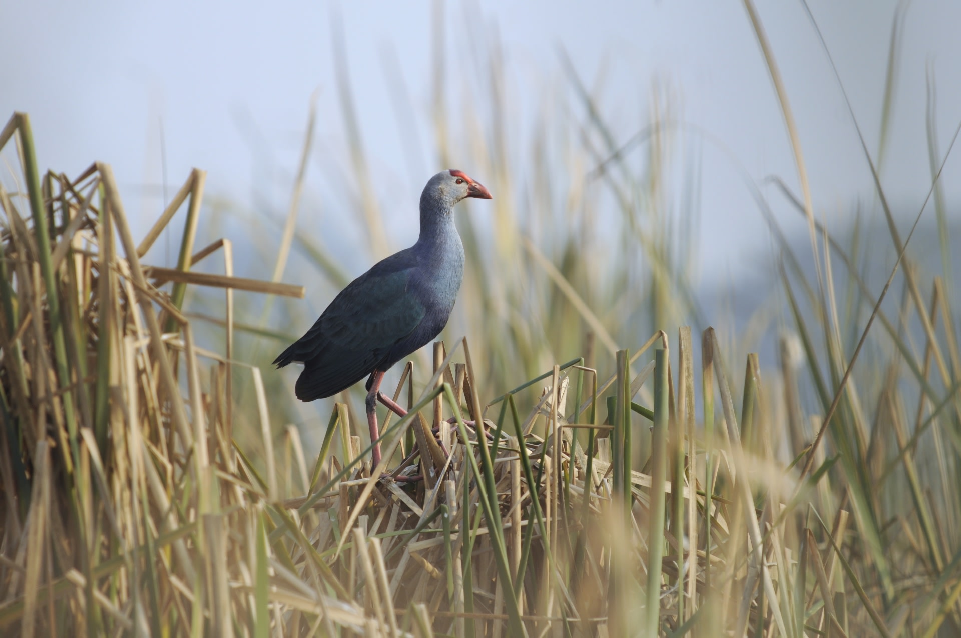 The grey-headed swamphen is one of the many species that inhabit the Basai wetlands. The area is recognised as an Important Bird Area (IBA) by BirdLife International, and valued for its diversity of avian life. Photo: T. R. Shankar Raman - CC BY-SA 3.0  The Basai Wetland in the National Capital Region plays host to a variety of migratory birds, which arrive between October and April. Cover Photo: TR Shankar Raman - CC BY-SA 3.0 


