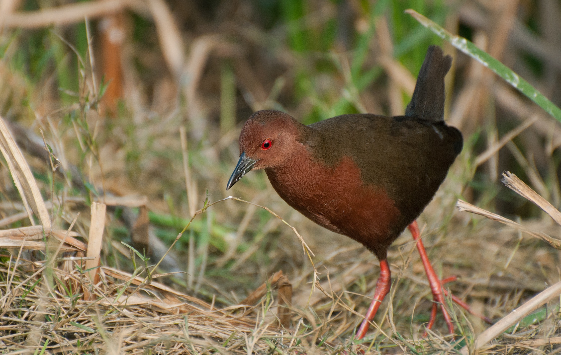 Different birds have different diets. The ruddy-breasted crake uses its feet to probe for small fish, invertebrates, worms, and molluscs in the water, but also feeds on seeds, grass, shoots, and berries.
Photo: Abhishek Gulshan
