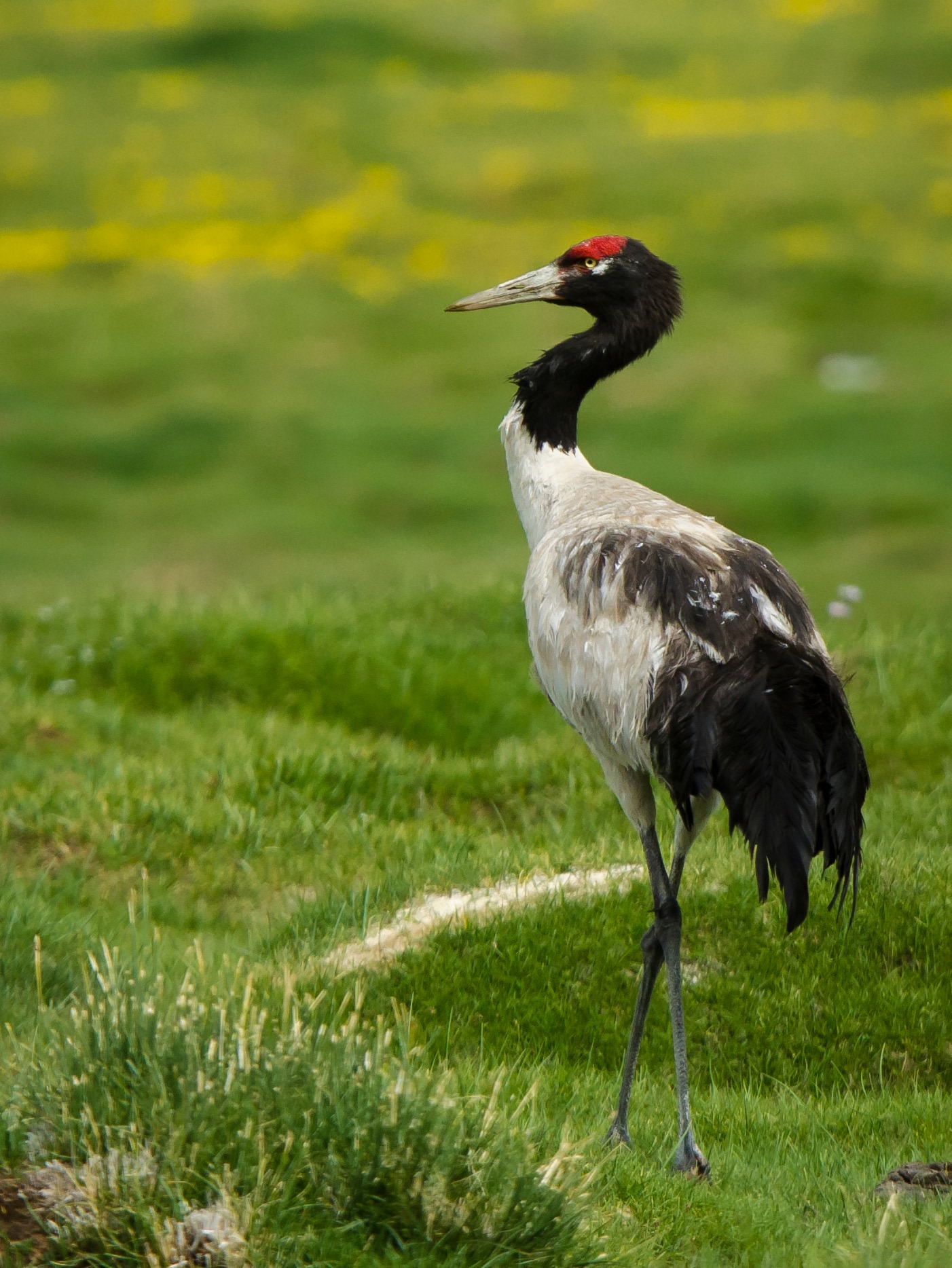 The black-necked crane is the only crane species that lives in high altitudes. The high-altitude wetlands around lakes such as Tso Kar are its perfect breeding habitat. Photo: Saurabh Sawant