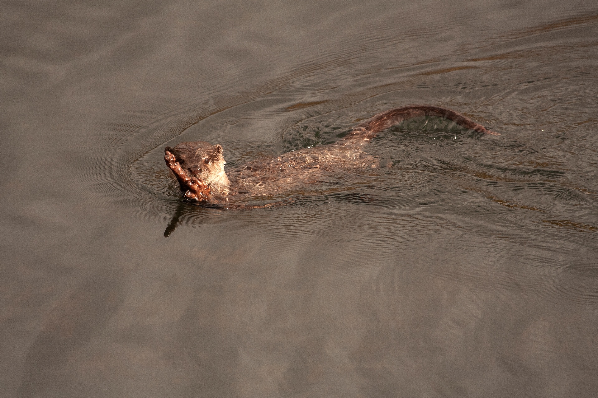 Small-clawed otters are excellent swimmers. The females teach their quick-learning pups to swim about a month after their birth. Photo: Dilan Mandanna