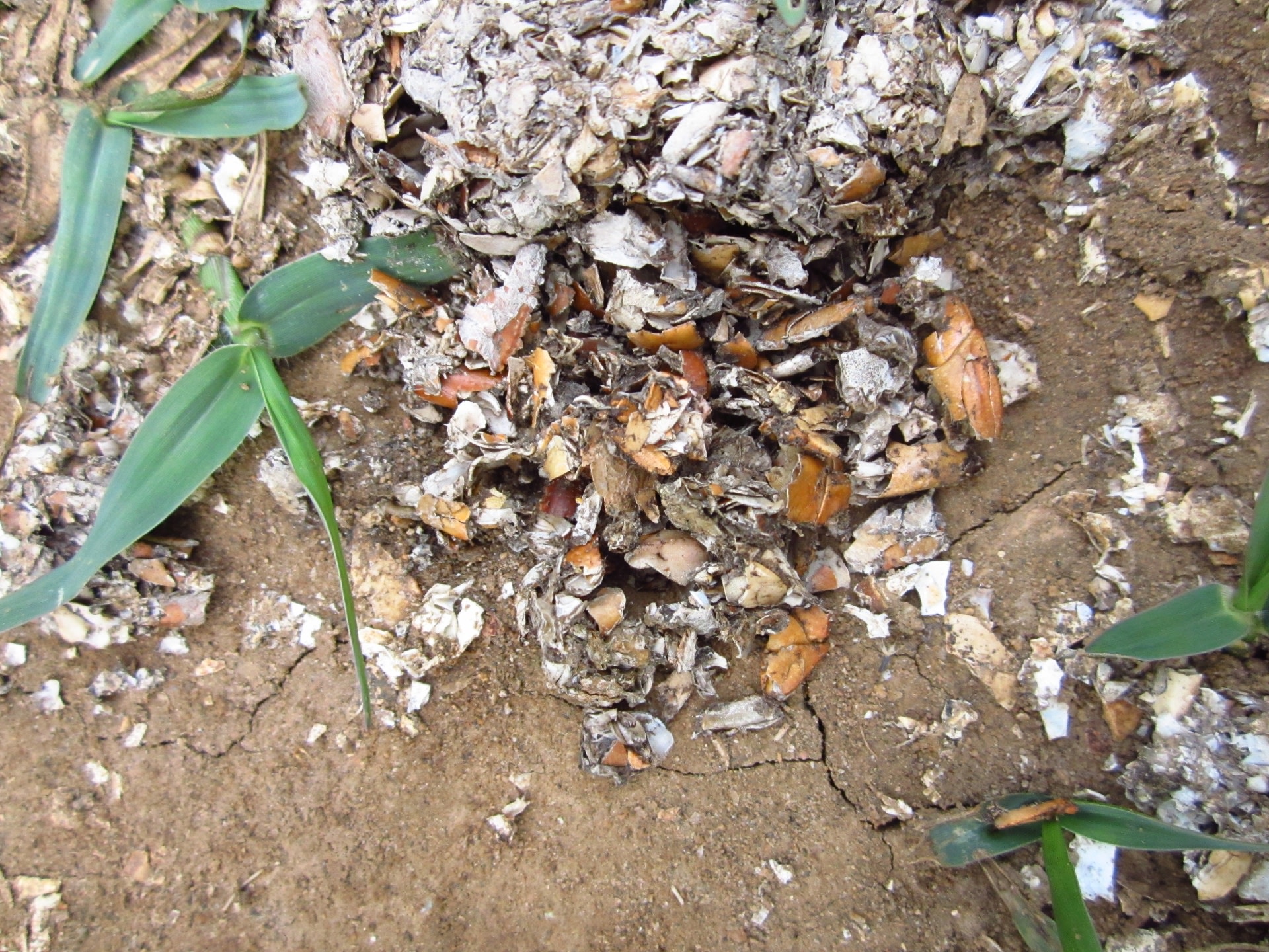 Chances of encountering telltale signs such as these powdery white-and-grey excreta, known as spraint, are more than spotting the otter. Photo: Gopakumar Menon


