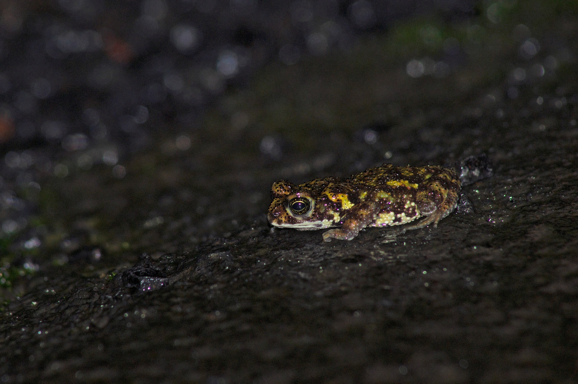 The Amboli tiger toad (Xanthophryne tigerina) gets its name from its unique coloration seen in the breeding season. It is similar to the big cat, which anecdotal reports suggest also inhabit these forests. There are only two species that belong to this ancient genus, both found only in Maharashtra (its sister species, the Koyna toad occurs in the Koyna Wildlife Sanctuary, Satara).
Photo: Shashank Birla  Amboli is part of the northern Western Ghats, the latter of which is recognised by Unesco among the top eight biodiversity hotspots in the world, due to its exceptional variety of flora and fauna.
Cover Photo: Yash Hegde - CC BY-SA 4.0