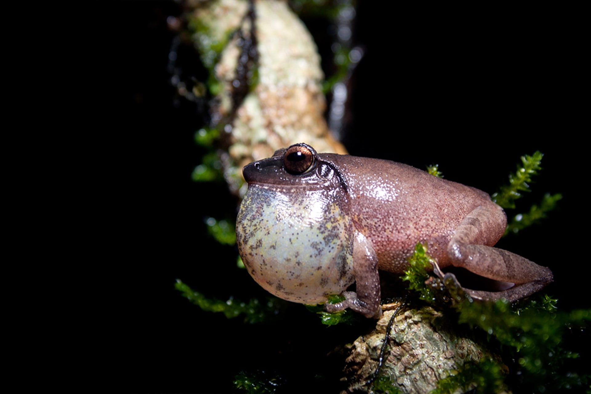The Amboli bush frog while endemic to the Western Ghats, has a larger range than the Amboli toad, and can be seen in certain moist evergreen habitats in Maharashtra and Karnataka. It is best identified by its ‘trrrrri’call, the vocal sac balloons when it calls out, and the dark tympanum (circular membrane behind the eye).
Photo: Saurabh Sawant