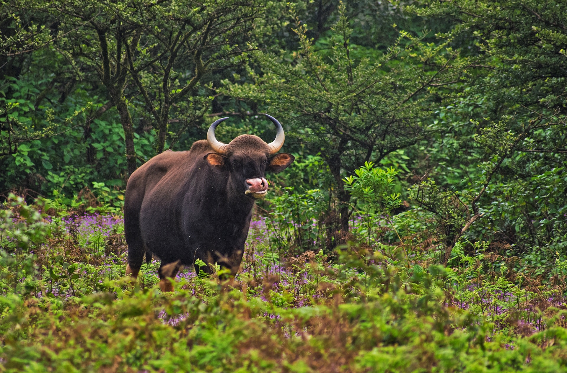 The largest wild mammal in Amboli, the powerfully built Indian gaur is the largest species of cattle in the world and can weigh over one tonne. They move in herds led by a matriarch, while adult males are solitary and are only seen in the vicinity of the herd during breeding season.
Photo: Shashank Birla