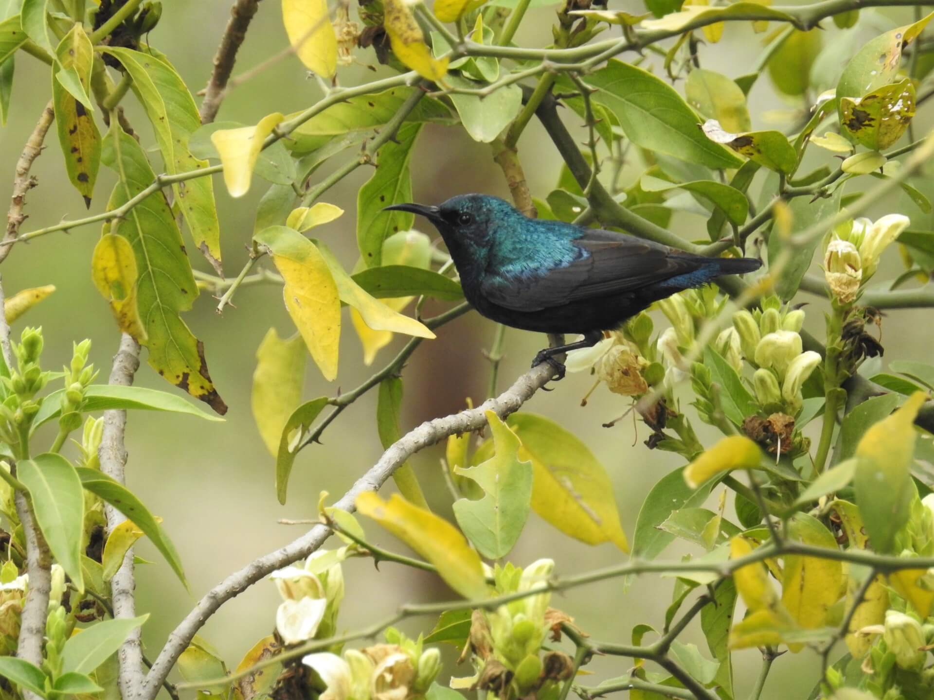 A male purple sunbird pauses while taking nectar from flowers in Keoladeo National Park. Photo: Neha Sinha