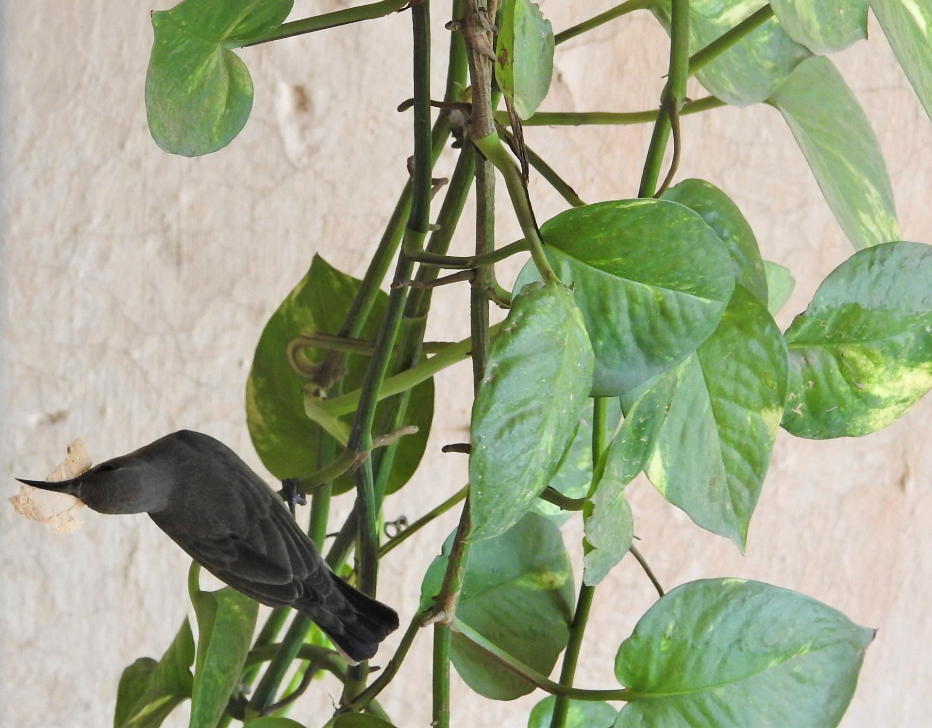 The Age of the Anthropocene: the female sunbird brings paint shavings to line her nest. Photo: Neha Sinha