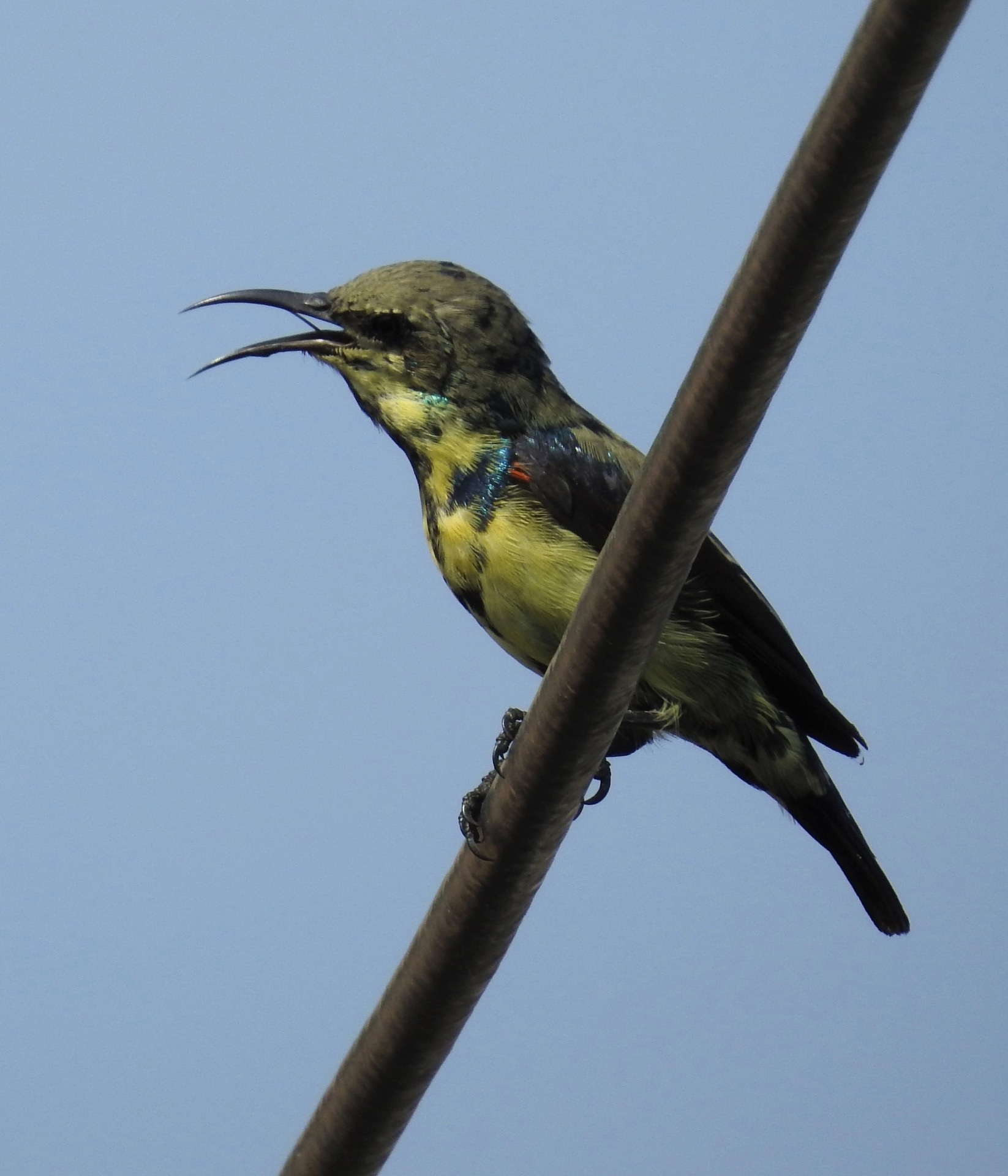 A male purple sunbird in eclipse plumage. In this non-breeding stage, the male starts looking more like the female. Photo: Neha Sinha