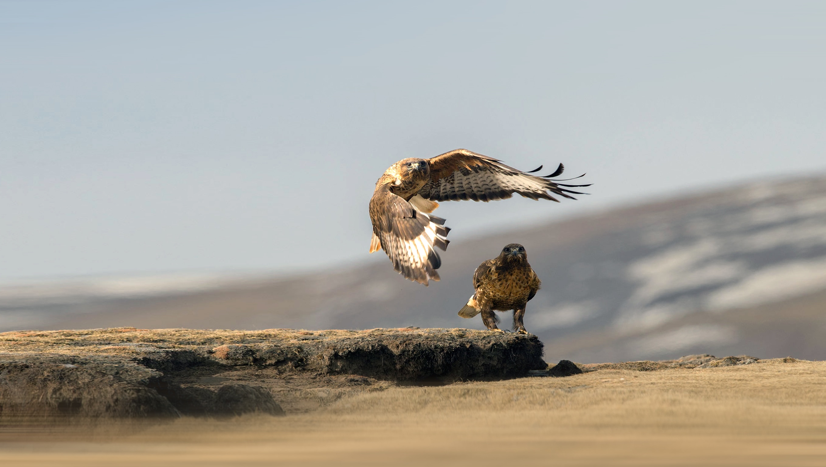 The upland buzzard is a solitary bird, and pairs up only during breeding season when they go through a courtship and nesting period. Photo: Wang LiQiang/Shutterstock
