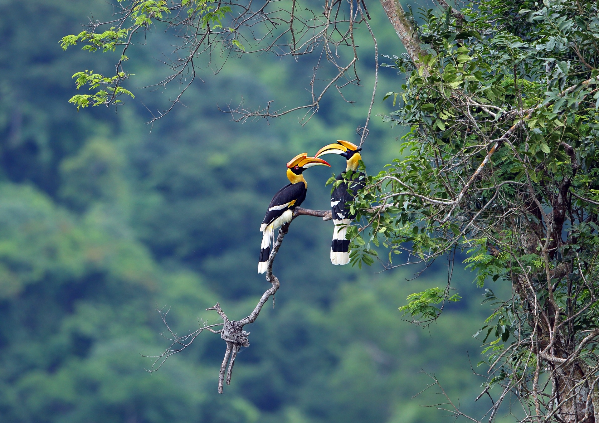 (Right) Great hornbills are territorial birds and live in the same region all their lives. They also form monogamous pairs, and mate for life. Photo: teekayu/ Shutterstock   