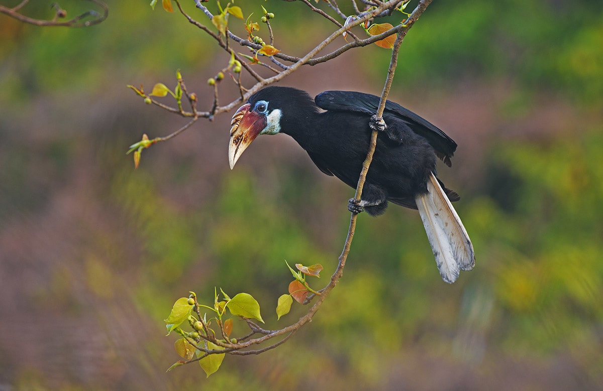 The Narcondam hornbill is endemic to the Andamans, but a shrinking habitat is threatening its survival. Less than 249 survive in the wild. Photo: Dhritiman Mukherjee 