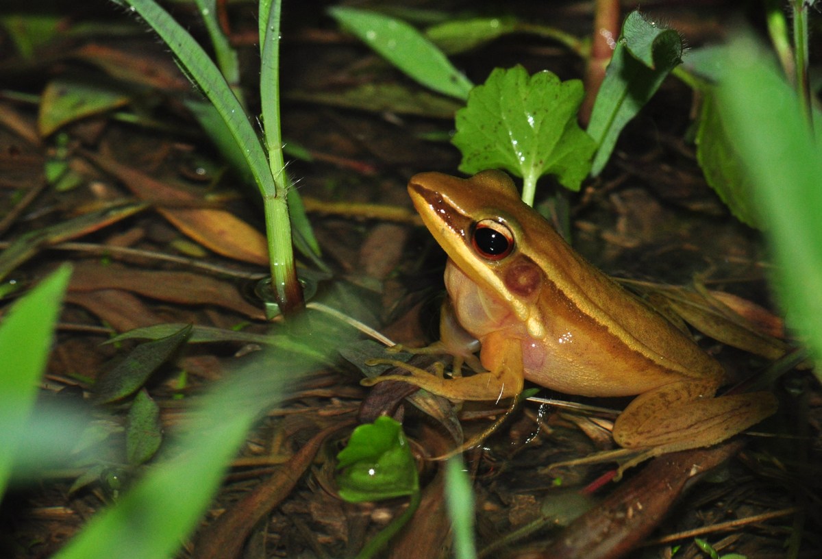Rao’s intermediate golden backed frog is very active during monsoon nights. Photo: Dr. Seshadri KS
