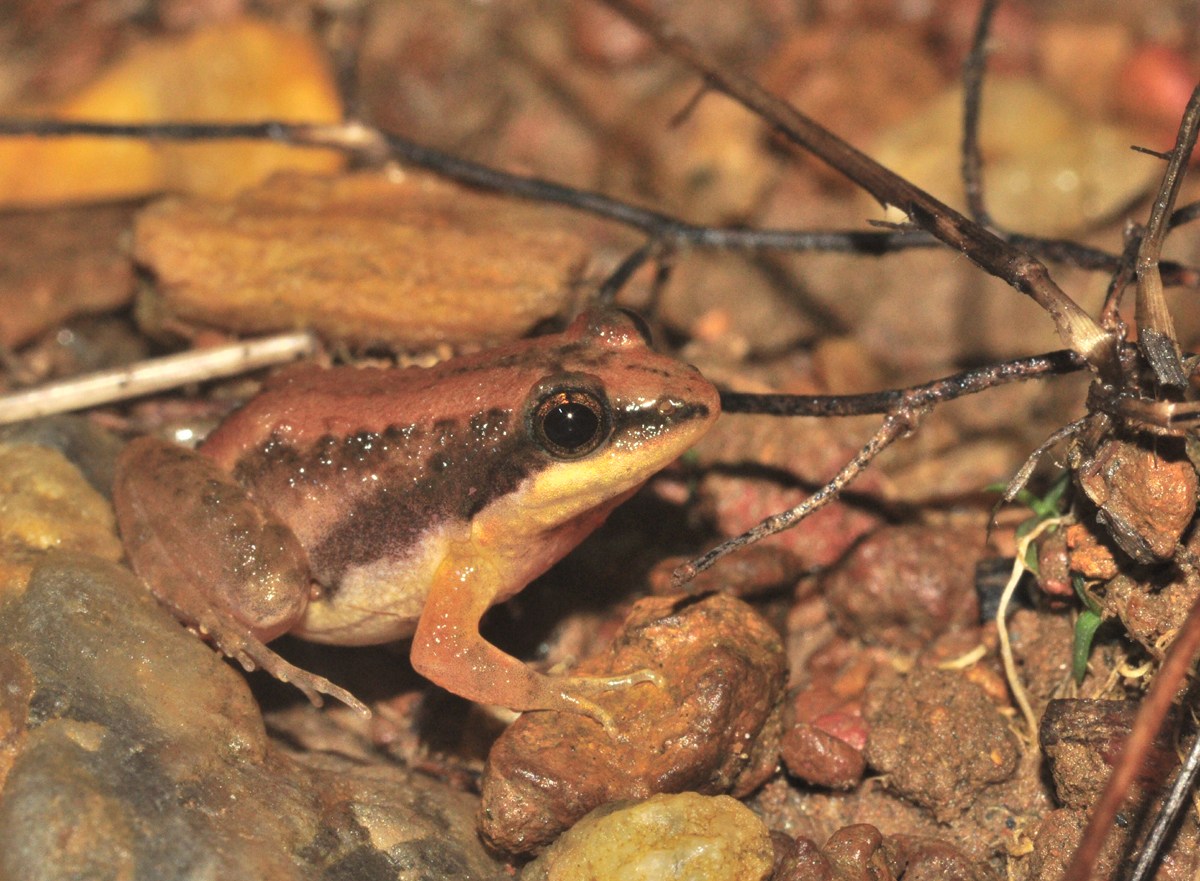 In the biologically rich Western Ghats, scientists are continuously discovering new species. The Sahyadri cricket frog, whose colour varies from brown to red, was identified on the basis of specimens collected from Karnataka and Kerala. Photo: Dr. Seshadri KS

