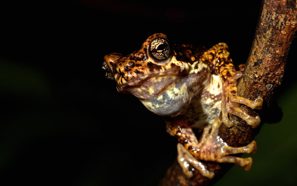 The arboreal Malabar tree toad is seen only during the monsoon, after which it mysteriously disappears. Photo: Dr. Seshadri KS