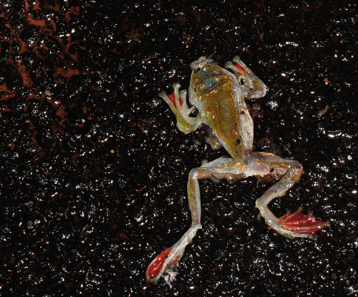 With the introduction of more roads and vehicular traffic cutting through the landscape in Agumbe, frogs like this Malabar gliding frog, and other wildlife are at severe risk and often end up as roadkill. Photo: Dr. Seshadri KS