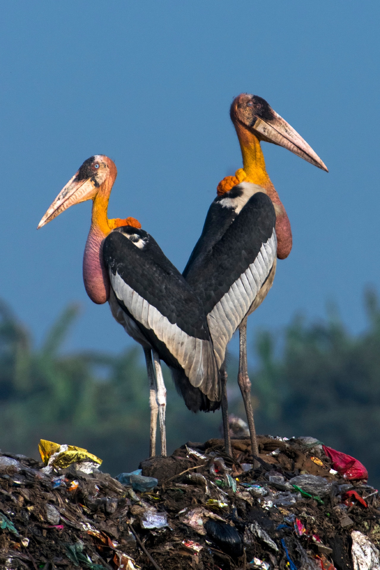 Standing around 1.5 m tall, the greater adjutant stork is a scavenger, feeding mainly on carrion. Photo: Udayan Borthakur