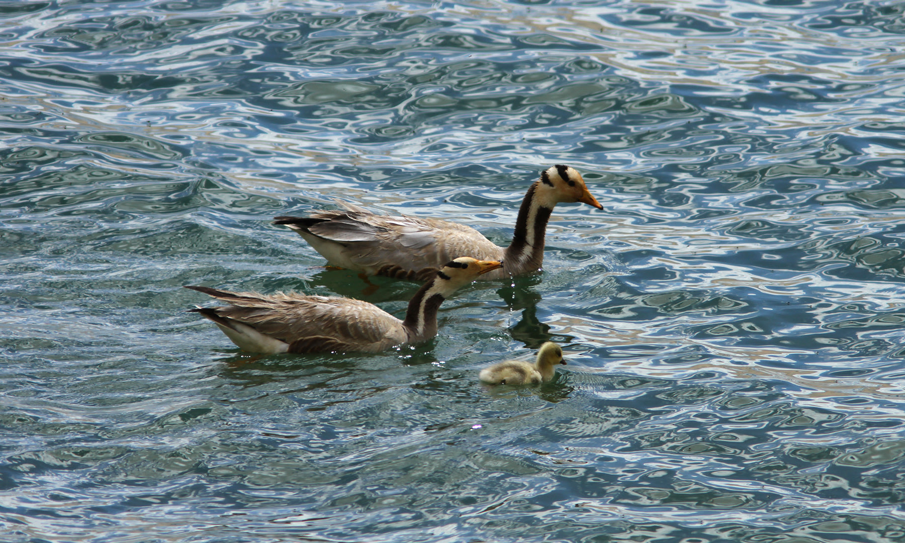 Two horizontal black stripes on the back of their heads earn the bar-headed geese their name. Photo: Vinit Bajpai