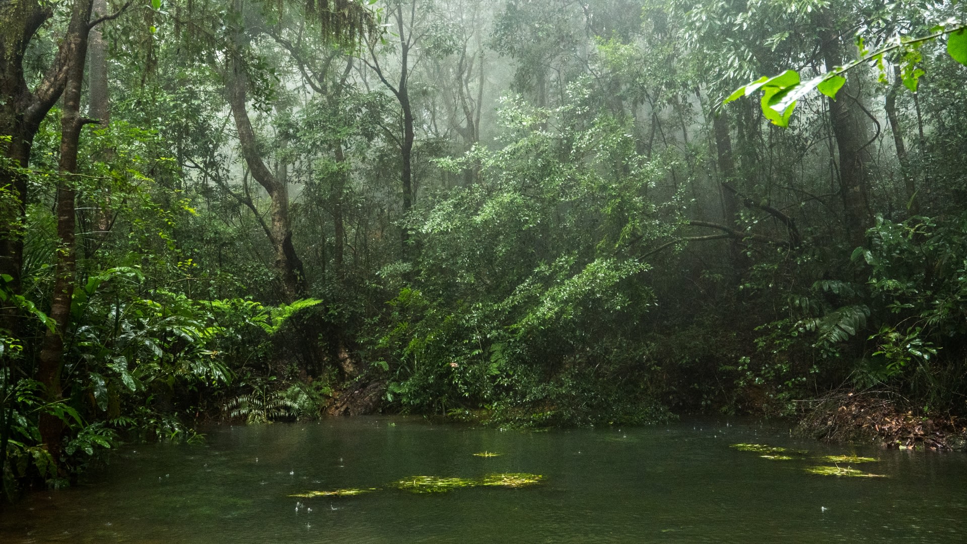 The landscape around Agumbe has a fine dendritic network of streams that come alive in the monsoon. Photo: Pradeep Hegde
