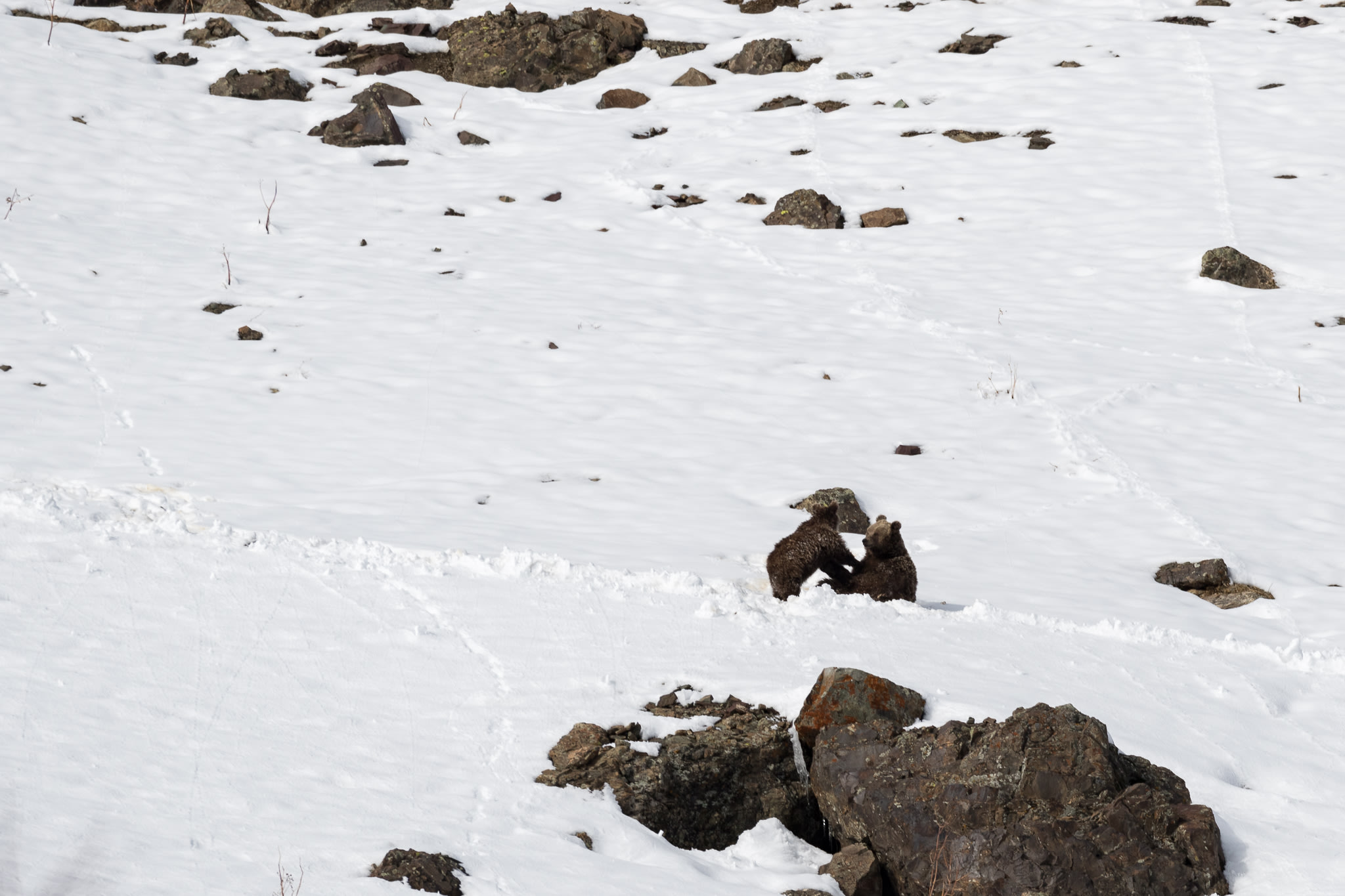 Mother and cub play in the snowy mountains of Dras. The Himalayan brown bear is usually a solitary animal with the exception of a mating pair or a mother bear and her cubs.
Photo: Ghaneshwaran Balachandran  Cover: Himalayan brown bears feed on grasses, roots, fruits, berries, and small mammals like marmots. When food is sparse, bears have been known to prey on small goats and sheep as well. Photo: Karamjeet Singh


