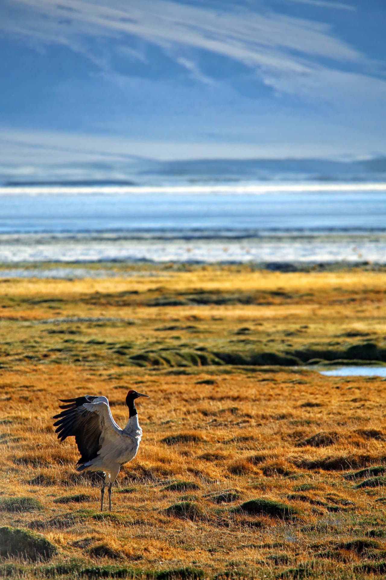 The black-necked crane arrives in Ladakh around end-March or early April to breed. Photo: Surya Ramachandran   Tso Kar, a saltwater lake in Ladakh at an altitude of 4,582 m, is a known breeding ground for the black-necked crane. In fact, the Tso Kar basin is where the cranes were first discovered in India in 1919. Photo: Shivang Mehta