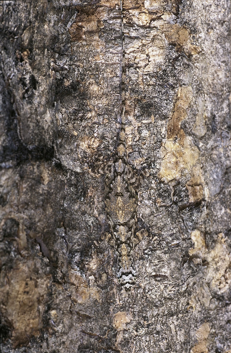 Kedar’s photograph of the southern flying lizard perfectly captures its cryptic colouration. These camouflage artists flatten themselves against tree trunks when they sense a predator. 
Photo: Kedar Bhide 