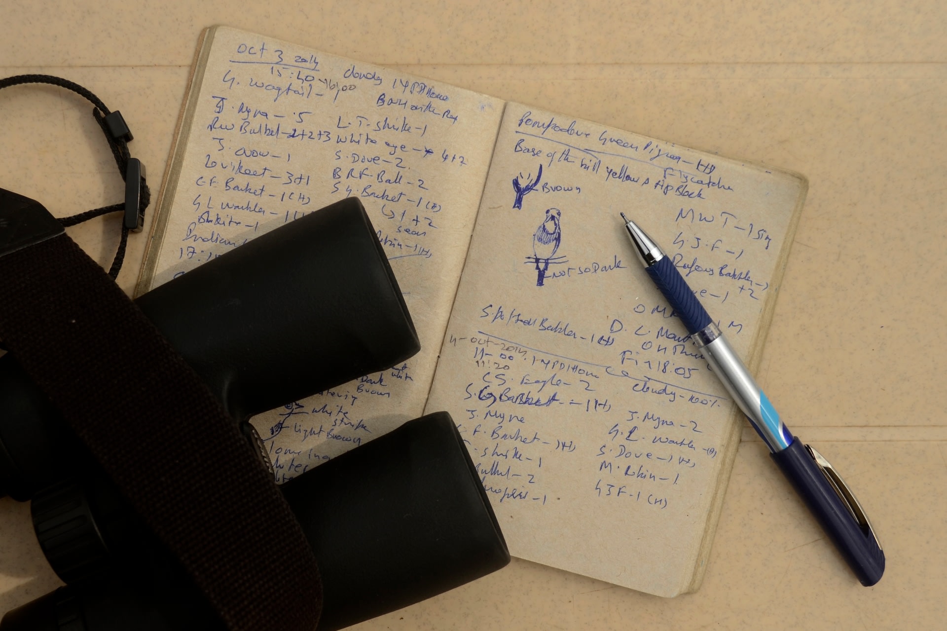 If you want to go birdwatching you could carry a pair of binoculars and a notebook to list species, or you could just wander around a green patch, enjoy the calls and see what catches your eye. Photo: P Jeganathan - CC BY-SA 4.0