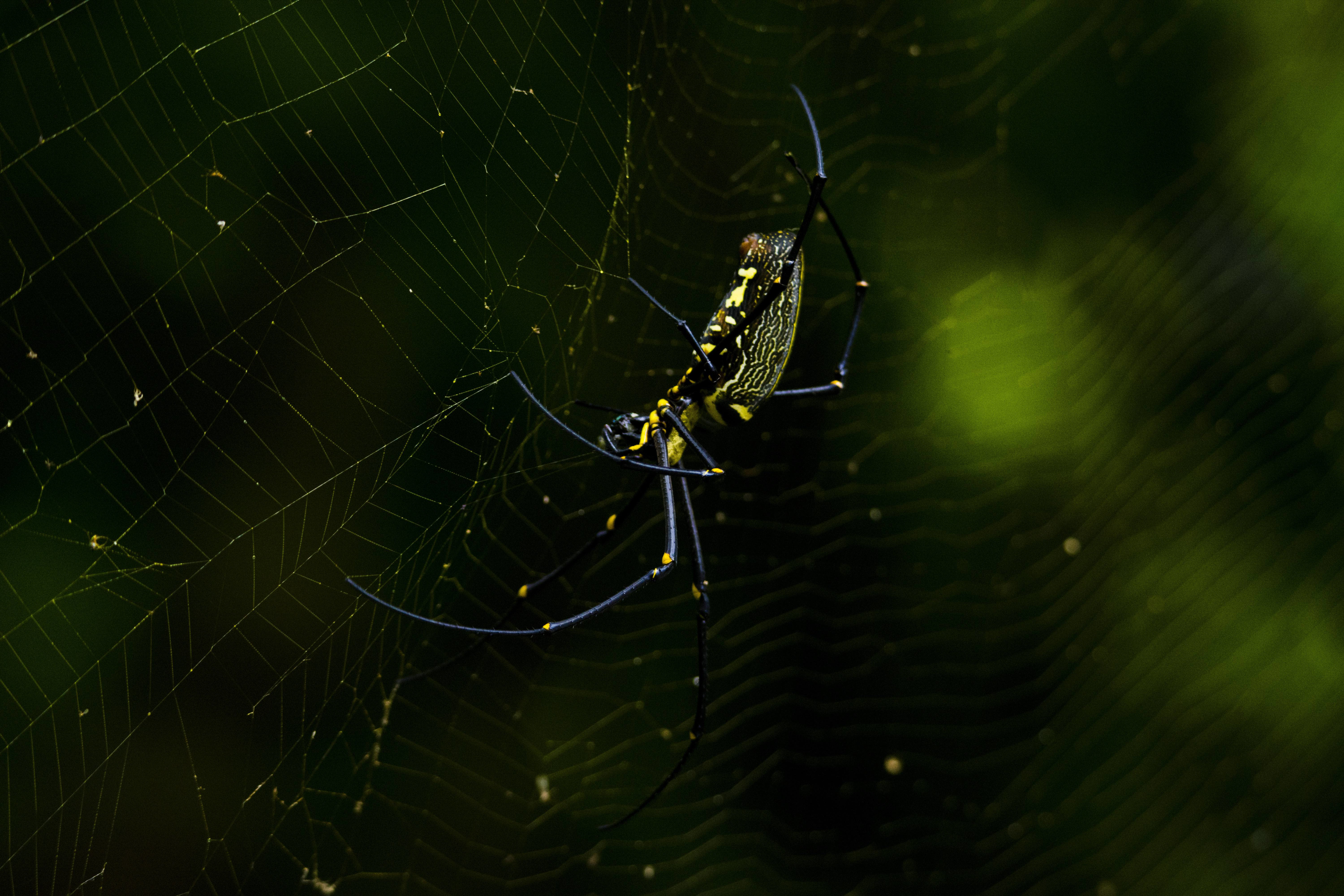 The silk of the golden orb weaver is one of the strongest materials on earth. Photo: Samuel John
 A fishing spider sits in wait for its prey. Cover Photo: Samuel John
