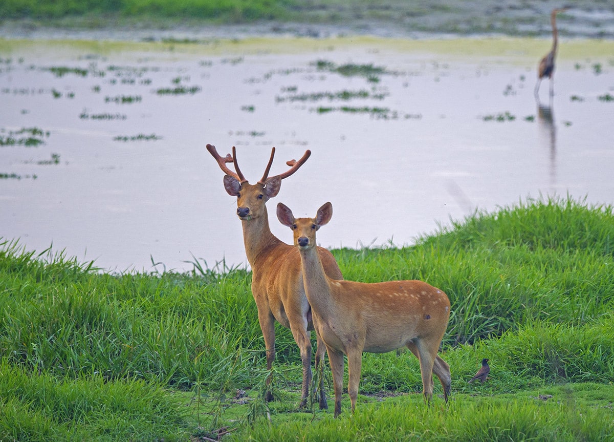 The western barasingha prefers the marshy grasslands of the Gangetic plains and has been sighted in Hastinapur, Dudhwa, and Katerniaghat wildlife sanctuaries in Uttar Pradesh, and in Jhilmil Taal in Uttarakhand. They too have splayed hooves, like their counterparts in the east, but there is a difference in the antler structure between the two subspecies. 