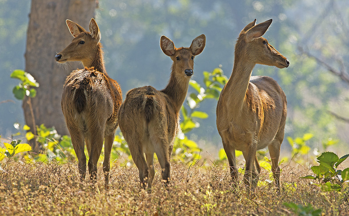 Barasinghas are largely docile, except during breeding season, when males go head-to-head for harems of females. Like many species of deer, the barsingha’s coat changes colour at this time of year, taking on a richer, more vivid hue. 