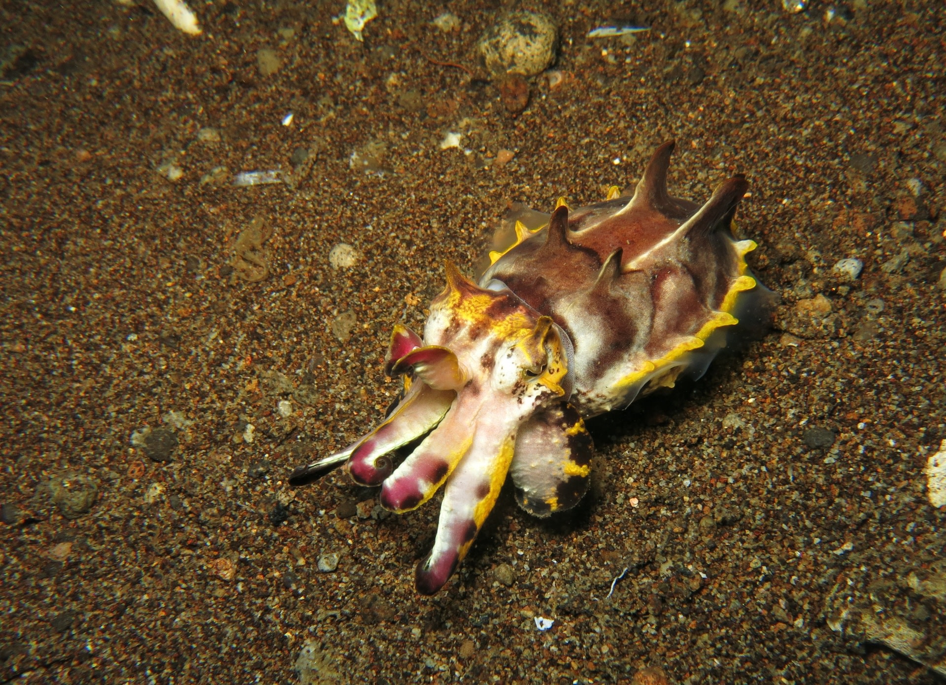 A flamboyant cuttlefish is conspicuous enough in a backdrop of black sand, but few would dare to attack it anyway. Laced with toxins, these cuttlefish are bold predators of this turf in the Philippines. Photo: Chetana Babburjung Purushotham
