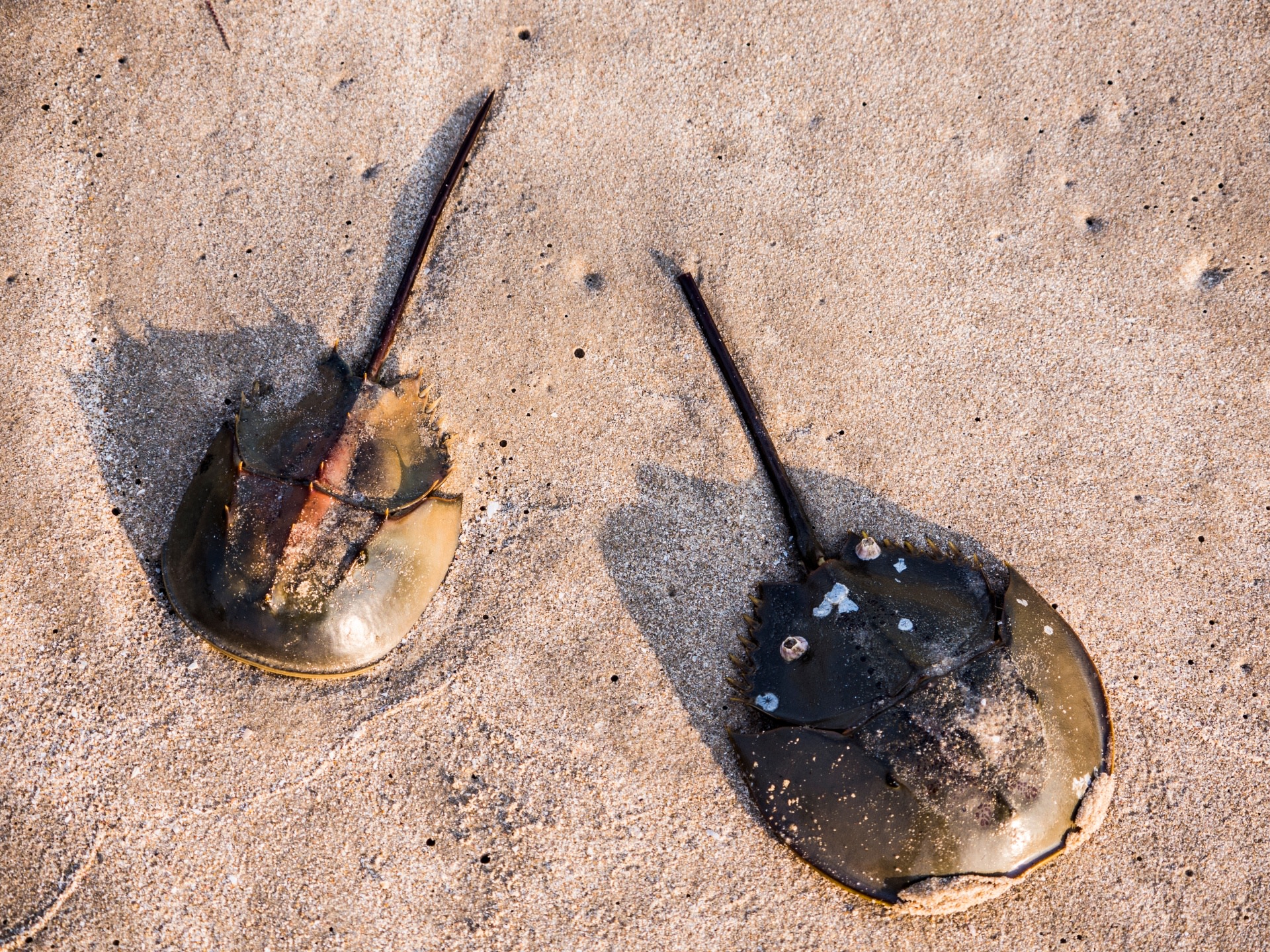 Photo: Peemakron Yodjaidee/Shutterstock