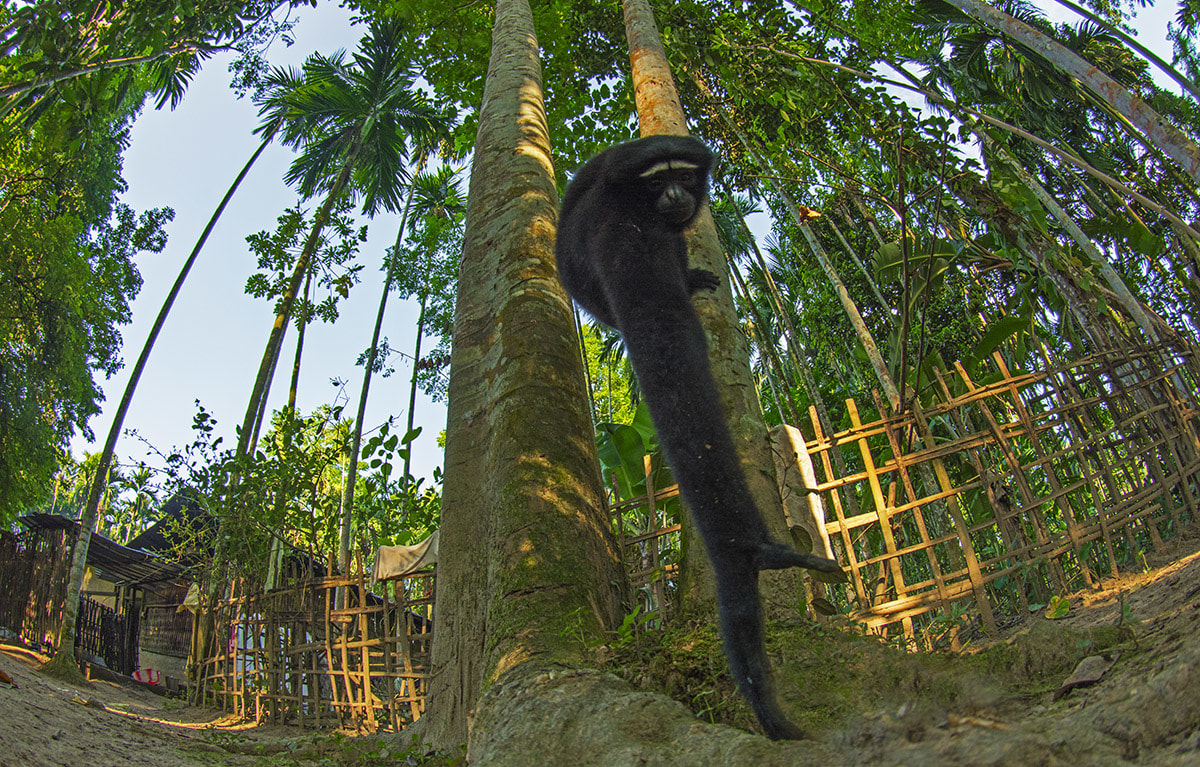 Hoolock gibbons are strictly arboreal, and spend most of their time swinging through the forest and foraging for food. In Barekuri, the primates also venture into orchards and backyards of homes. Sometimes the residents feed the gibbons a banana or two, and sometimes the gibbons help themselves without being offered.   