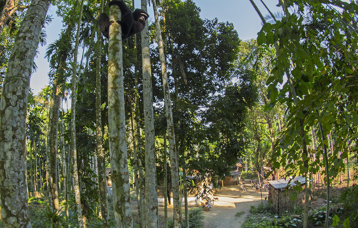 As forest habitats shrink and human inhabitation increases, more species are venturing out of their forest canopies into semi-rural landscapes like plantations and villages like Barekuri that have maintained their tree canopy. 
As the landscape of Barekuri has changed, so has the diet of the gibbons in the area. In addition to wild berries and wild figs — largely considered inedible by humans — the apes now eat guavas, mangoes, bananas, and many other fruit that grow in the village. 