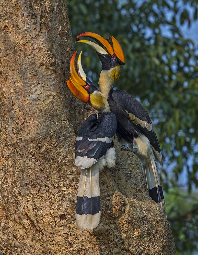 Great hornbills nest in hollow tree cavities, though they do not excavate these tree cavities themselves. Instead, males and females scour the forest for the perfect hole: high enough to afford security from ground dwellers, camouflaged so rival hornbills don’t see them, and large enough to fit an adult female and her eggs. Picking the right spot is crucial as pairs return to the same nest year after year, to raise their young together. “There is a pair of hornbills in the Anaimalai Hills, that has been using the same nest for 28 years,” says Pooja Pawar. Photo: Dhritiman Mukherjee 